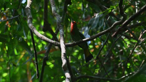 Chirping-while-looking-up-during-a-windy-afternoon-in-the-forest,-Red-bearded-Bee-eater-Nyctyornis-amictus,-Thailand