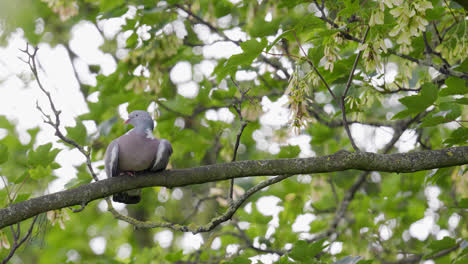 Wood-Pigeon-resting-perched-in-a-sycamore-tree,-video-footage-shot-on-a-summers-day-in-the-UK