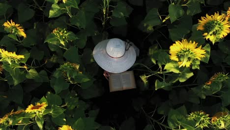 Mädchen-Mit-Weißem-Hut,-Versteckt-Zwischen-Sonnenblumen,-Liest-Ein-Buch-In-Einsamkeit-Von-Oben-Nach-Unten