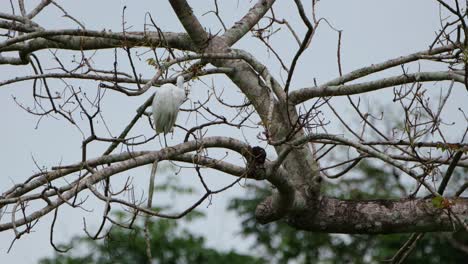 An-individual-seen-preening-to-clean-up-its-white-feathers-and-to-get-some-mites-or-insects-that-may-have-been-attached-to-it,-Egret,-Thailand