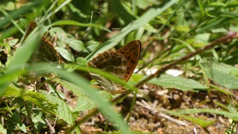 Beautiful-wall-brown-butterflies-stretching-wings-in-grass-on-a-sunny-day