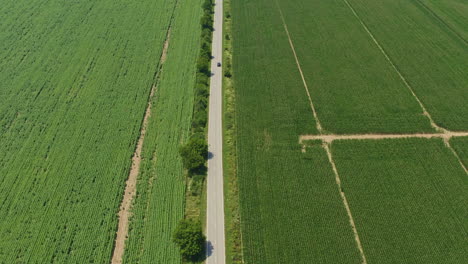 Car-drives-along-straight-road-between-green-agricultural-fields-aerial-view