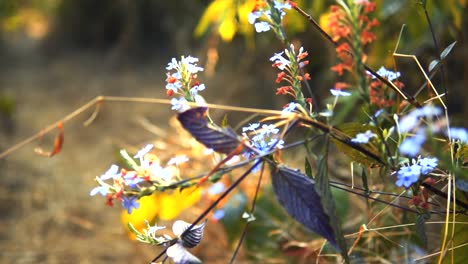 Flores-Silvestres-De-Color-Púrpura-Y-Azul-De-Cerca