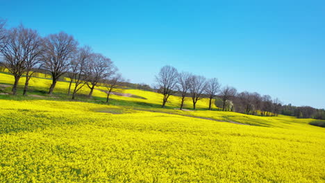 Aerial-FPV---a-peaceful-flyover-over-a-rapeseed-field-against-the-backdrop-of-a-clear-blue-sky