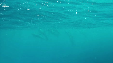 Delfine-Unter-Der-Meeresoberfläche
