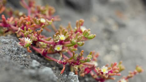 Mesembryanthemum-Crystallinum-Planta-De-Hielo-Que-Crece-A-Partir-De-Una-Roca-En-Tenerife,-De-Cerca