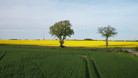 Green-and-yellow-canola-farm-land-with-wind-turbines-spinning-against-sky,-drone