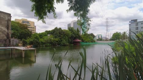 Close-up-of-Grass-Reeds-at-a-Coffee-Shop-Lake-in-the-City-of-Bangkok-Surrounded-by-Green-Nature