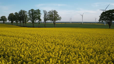 Low-aerial-tracking-shot-over-yellow-canola-field-with-view-of-wind-turbines