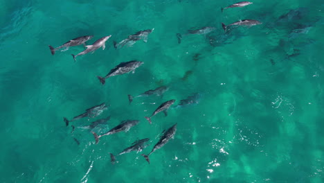 Imágenes-Aéreas-De-Un-Grupo-De-Delfines-Alrededor-De-La-Isla-Cook,-Nueva-Gales-Del-Sur,-Australia.