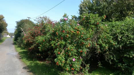 Hedge-full-of-wild-fruits-on-a-walk-on-a-rural-road-in-Ireland-in-late-summer