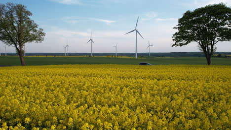 Gelbes-Raps-Brassica-napus-Feld-Neben-Einer-Landstraße-Mit-Windkraftanlagen