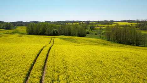 Two-track-road-cuts-through-middle-of-bright-yellow-canola-rapeseed-field,-drone