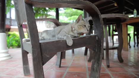 Gato-Descansando-En-Una-Silla-De-Madera-Afuera-Sacude-La-Cabeza