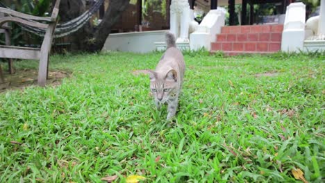 Gato-Caminando-Lentamente-Sobre-El-Césped-Del-Jardín-Afuera-En-Tailandia