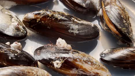 Cooking-mussels-in-boiling-water