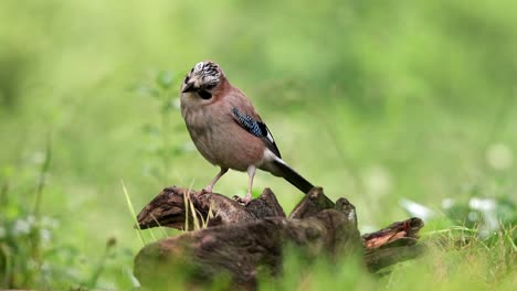 Attentive-Garrulus-glandarius-songbird-sitting-on-tree-and-looking-away