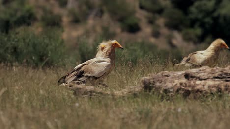 Neophron-Percnopterus-Pájaros-Peleando-En-Terreno-Cubierto-De-Hierba