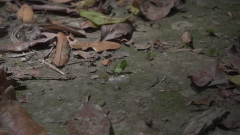 Ameisen-Tragen-Blätter-Auf-Dem-Boden