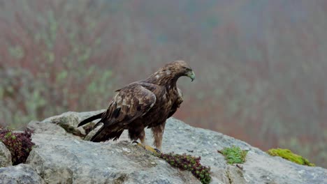 Aquila-chrysaetos-wild-bird-siting-on-rocky-cliff-in-nature