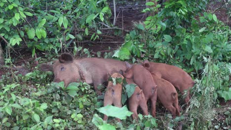 Piglets-sucking-milk-from-pig-breast-on-forest
