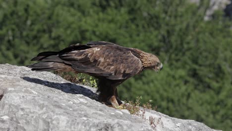 Aquila-Chrysaetos-Wildvogel-Sitzt-Auf-Einer-Felsigen-Klippe-In-Der-Natur