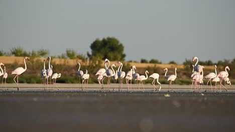 Flock-of-graceful-flamingos-walking-on-lake-in-sunset