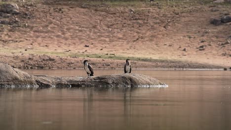 Flock-of-cormorant-birds-sitting-on-stone-at-lakeside