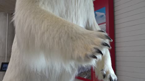 Stuffed-huge-white-polar-bear-at-Norwegian-Glacier-Museum-exhibition-in-Fjaerland-Norway