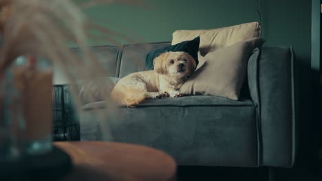 Shih-Tzu-Boomer-Hund-Sitzt-Auf-Der-Couch-Im-Wohnzimmer-Neben-Kissen