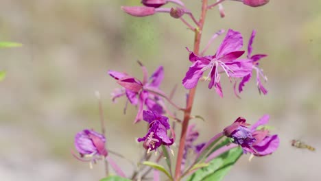 Wildflower-Fireweed-plant-is-withering-as-Hooverfly-attempts-to-pollinate
