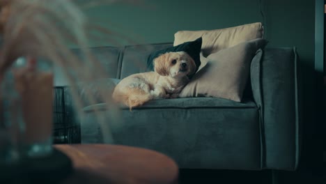 Shih-Tzu-boomer-dog-laying-on-sofa-looks-up