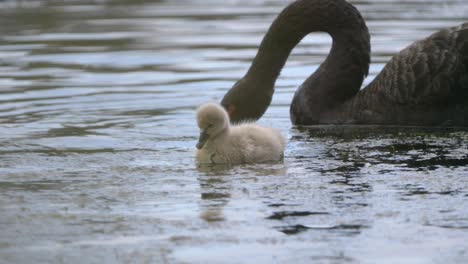 Black-Swan-cygnet-and-adult-feeding-on-water-plants-in-a-pond