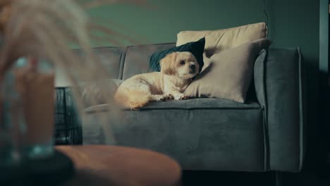 Shih-Tzu-boomer-dog-yawns-while-sitting-on-sofa