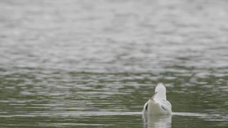 Black-headed-Gull-floating-on-calm-lake-water
