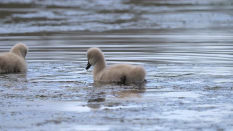 Baby-black-swan-cygnet-feeding-on-water-plants-on-a-pond