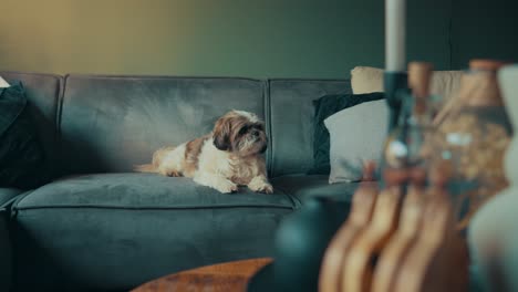 Shih-Tzu-boomer-dog-on-sofa-looks-around-living-room