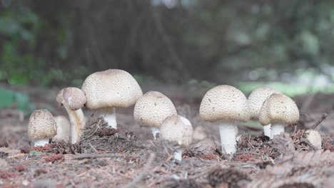 Wild-mushrooms-of-caps-and-brown-specs-growing-near-a-tree