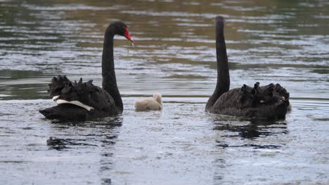 Black-Swan-family-together-on-a-pond-in-slow-motion