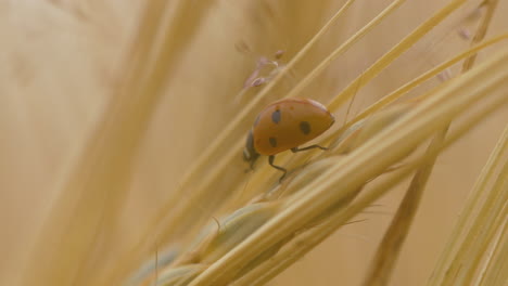 Macro-closeup-shot-of-seven-spot-ladybird-or-beetle-in-fields-relaxing