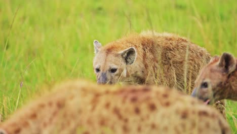 Toma-En-Cámara-Lenta-De-Hienas-Mirando-En-Un-Exuberante-Paisaje-De-Hierba-Para-Buscar-Comida,-Solas-En-Las-Praderas-De-Masai-Mara,-Vida-Silvestre-Africana-En-La-Reserva-Nacional-De-Masai-Mara,-Kenia