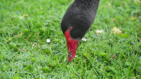 Close-up-of-beak-and-head-of-a-black-swan-feeding-on-short-green-grass---slow-motion