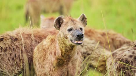 Close-up-of-a-group-of-Hyenas-feeding-on-a-recent-kill-among-the-tall-grass-of-the-Masai-Mara-North-Conservancy,-African-Wildlife-in-Maasai-Mara-National-Reserve,-Kenya