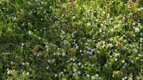 Kleine-Weiße-Frühlingsblumen-Im-Rasen-An-Einem-Sonnigen-Abend