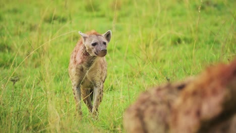 Zeitlupenaufnahme-Von-Hyänen,-Die-In-Der-üppigen-Graslandschaft-Auf-Der-Suche-Nach-Nahrung-Sind,-Allein-Im-Grasland-Der-Masai-Mara,-Afrikanische-Tierwelt-Im-Masai-Mara-Nationalreservat,-Kenia