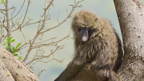 Close-up-shot-of-Baboon-sitting-in-a-tree-turning-head-around-towards-the-camera,-African-Wildlife-in-Maasai-Mara-National-Reserve,-Kenya,-Africa-Safari-Animals-in-Masai-Mara