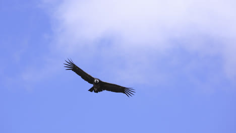 Majestätischer-Andenkondor-Fliegt-Gegen-Den-Blauen-Himmel-Mit-Wolken,-Die-Eine-Riesige-Flügelspannweite-Zeigen