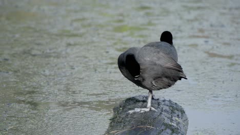 Australian-coot-stands-on-a-log-in-a-lake-while-preening-its-feathers