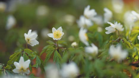Hermosas-Flores-De-Anémona-Blanca-En-Plena-Floración