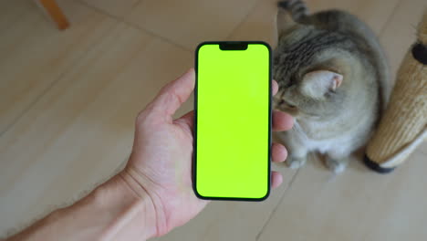 Mann-Hält-IPhone-14-Mit-Grünem-Bildschirm,-Katze-Reibt-Sich-Liebevoll-Daran,-Stimmungsvolle-Bodenbeleuchtung,-Chroma-Key